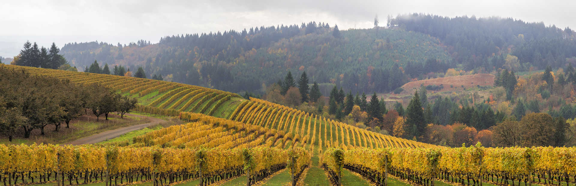 Image for Willamette Valley Pinot Noir content section