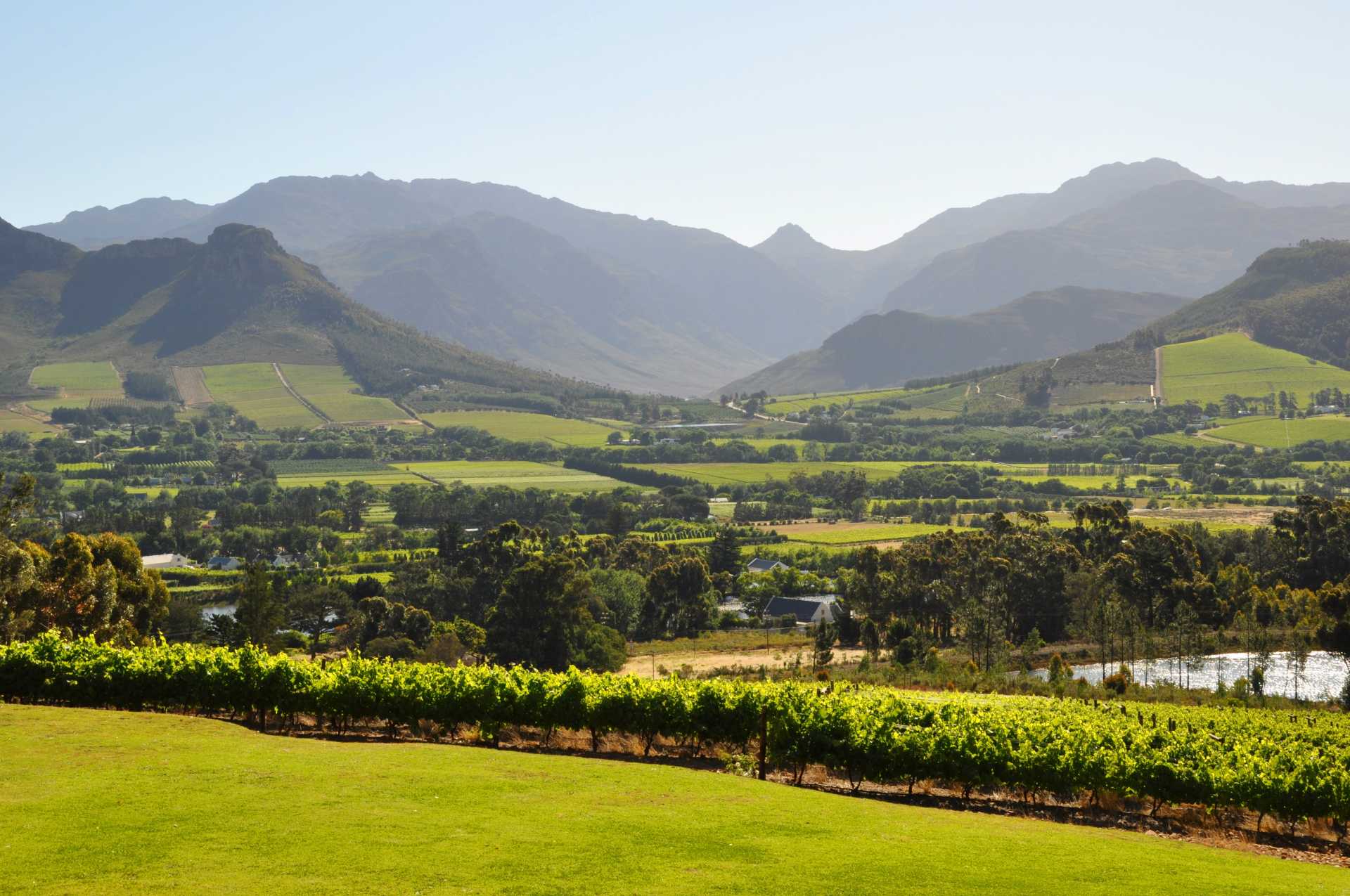 Image for South African Wine content section