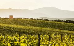 Monte Antico Winery Image