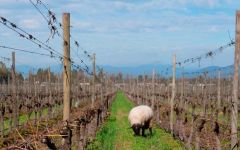 Lapostolle Animals grazing in Lapostolle Vineyards Winery Image