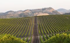 Cuvaison Winery Vineyard from the Los Carneros Estate Winery Image