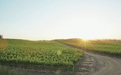 Sonoma-Cutrer Vineyards  Winery Image