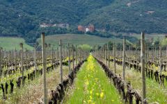 Lapostolle Clos Apalta Winery in Spring Winery Image